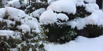 Schneemenge