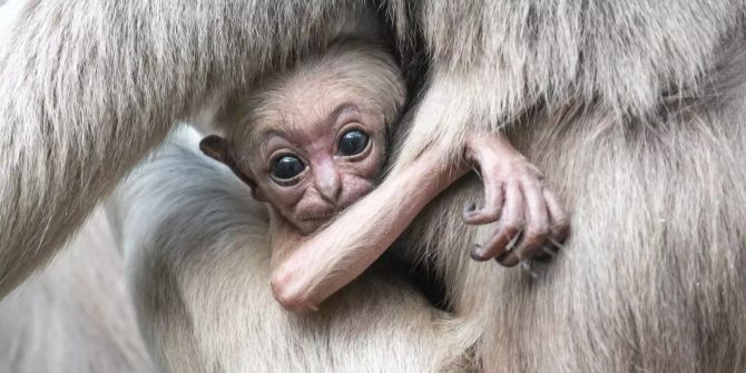 Das kleine Gibbonweibchen Srey im Zürcher Zoo.