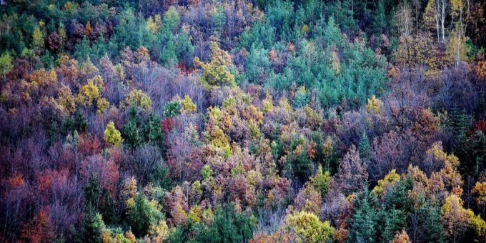 Ein Wald in Tschechien.