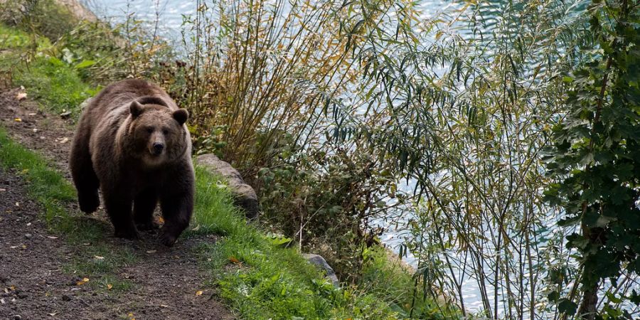 Ein Bär in Bärenpark Bern