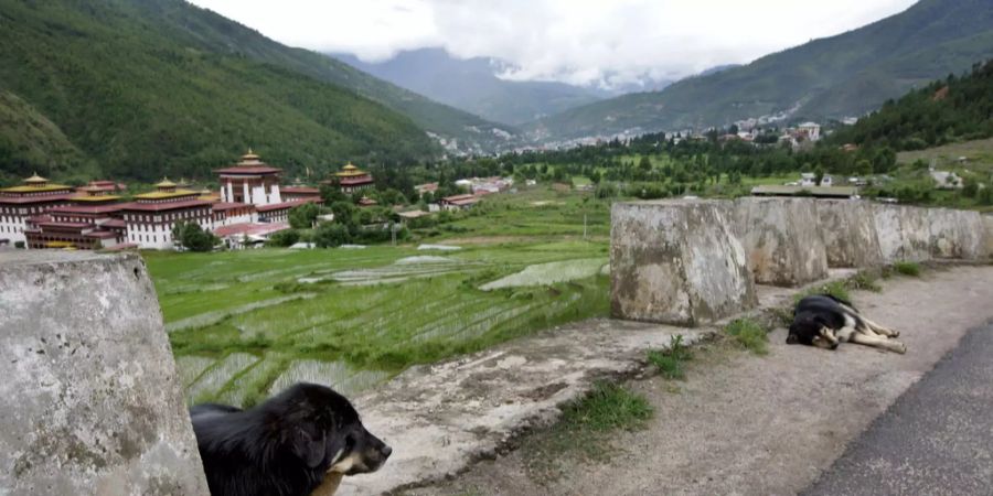 Zwei Hunde Königreich Bhutan.