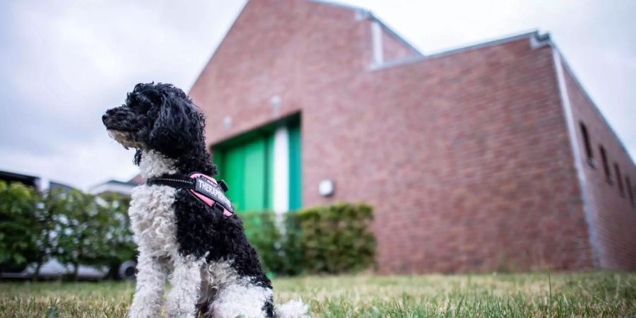 Kleiner wuscheliger Hund sitzt auf Rasen vor einem Backsteingebäude -  Keystone