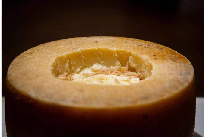 Ein Casu Marzu, ein Schafskäse aus Sardinen, er reift auch durch die Hilfe von Maden, die ihm seine cremige Konsistenz geben, ist Teil der Aussstellung. Maden sind auf einem Käse zu sehen.