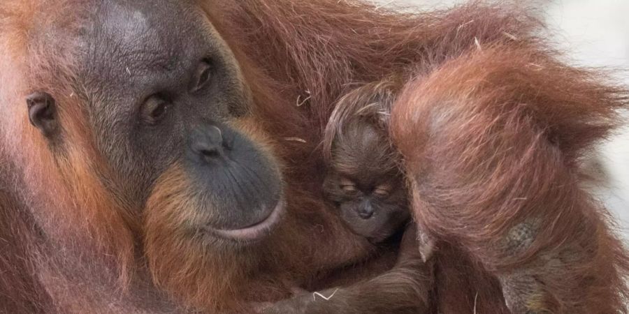 Orang-Utan-Dame «Rosa» aus dem Frankfurter Zoo zeigt ihren Nachwuchs.