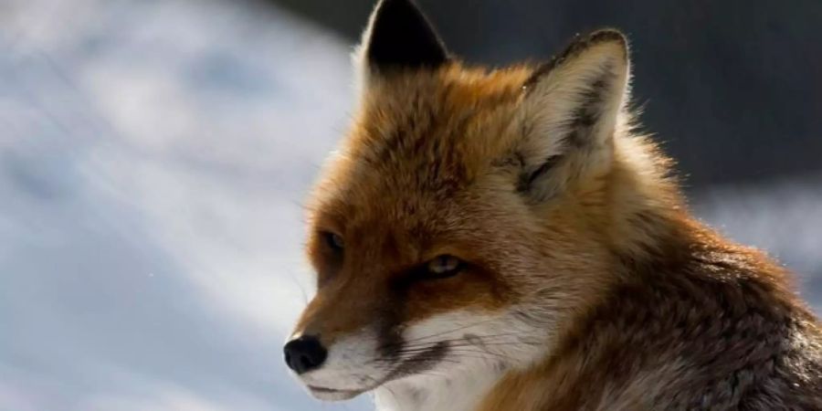 Ein Fuchs sitzt im Tierpark Goldau bei Minustemperaturen in seinem Gehege.