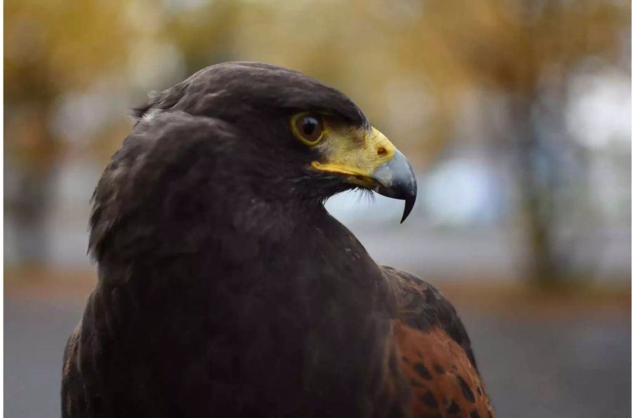 Sein ruhiges Wesen macht in zum geeigneten Vogel für die Falknerei.