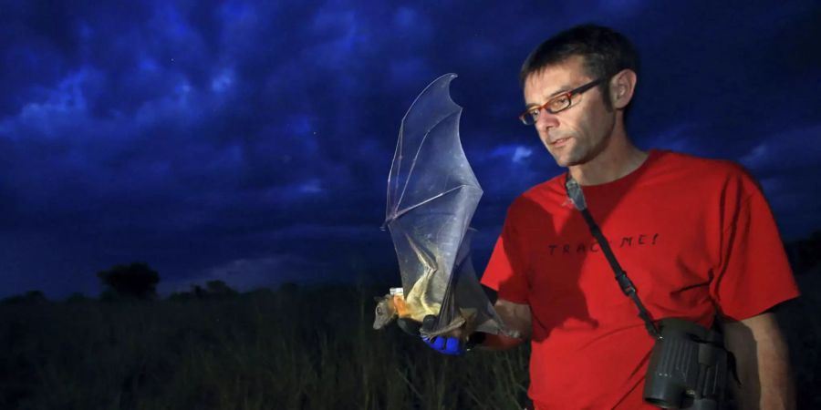 Auch dieser Flughund in Afrika bekommt vom Ornithologen Martin Wikelski einen ICARUS-Sender. Das Gerät zeichnet fortan die Wanderungen des Tierchens auf. Bild: MaxCine