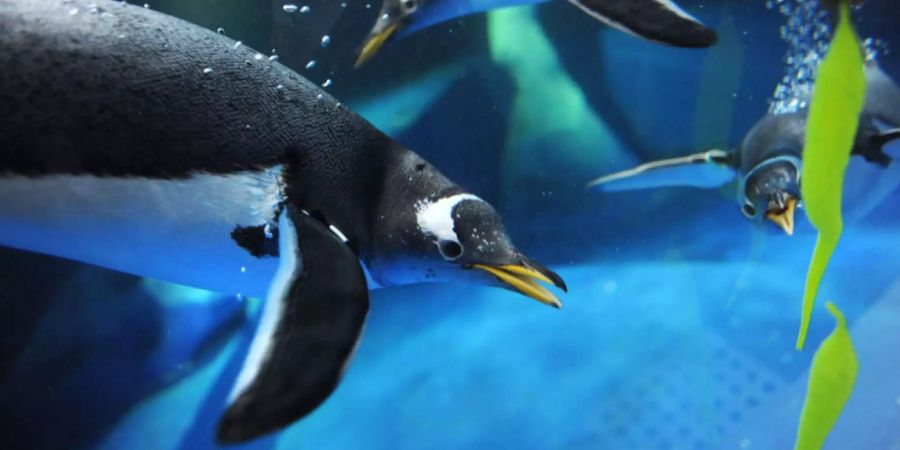 Eselspinguin Bonaparte versucht im Sea Life in Konstanz am Bodensee das neongelbe Spielzeug eines Besuchers zu schnappen.