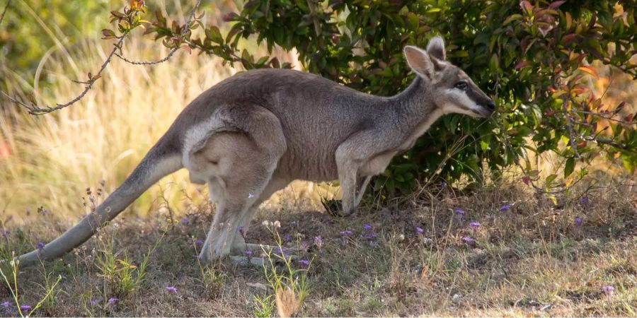 Das Känguru brach nach dem Einbruch in Melbourne wieder aus und hüpfte in die Freiheit (Symbolbild).