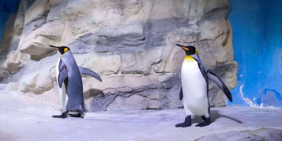 Zwei Königspinguine laufen durch ihr gekühltes Gehege in der Polarwelt im Tierpark Hellabrunn (Symbolbild).