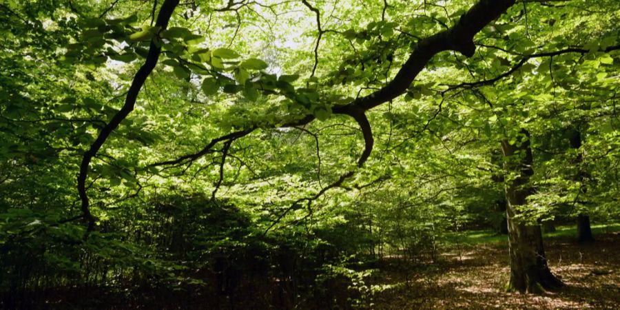 Ein Waldstück mit Laub auf dem Boden.