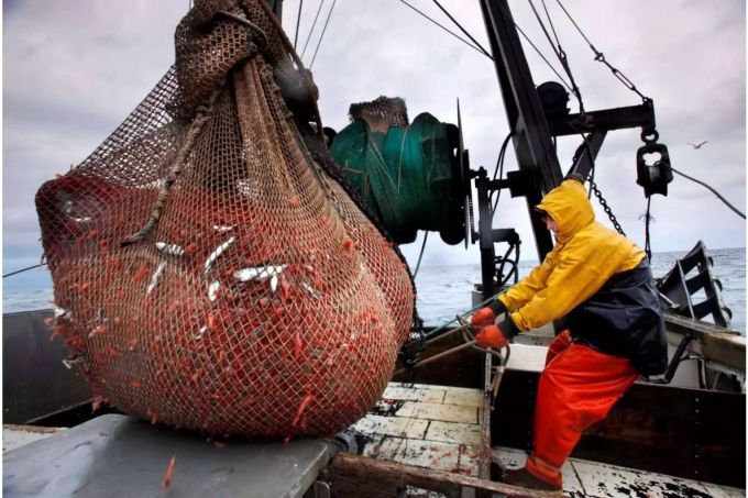 Fischmehl gilt bei der Ernährung von Garnelen als sehr umstritten. Fischmehl gilt bei der Ernährung von Garnelen als sehr umstritten.