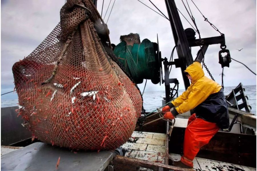 Fischmehl gilt bei der Ernährung von Garnelen als sehr umstritten.