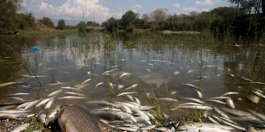 Eine sickernde Jauchegrube tötete zahlreiche Fische in Sâles FR (Symbolbild).