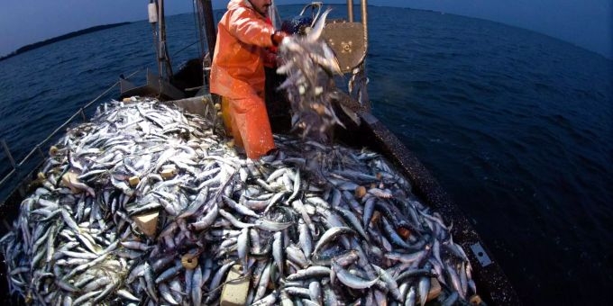 Dieses Jahr wurde 30 Prozent mehr Lachs gefangen - doch der Preis für den roten Kaviar steigt. (Symbolbild) russland