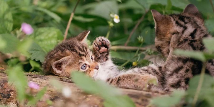 Erst nach sieben Tagen können die Jungen ihre Augen öffnen.