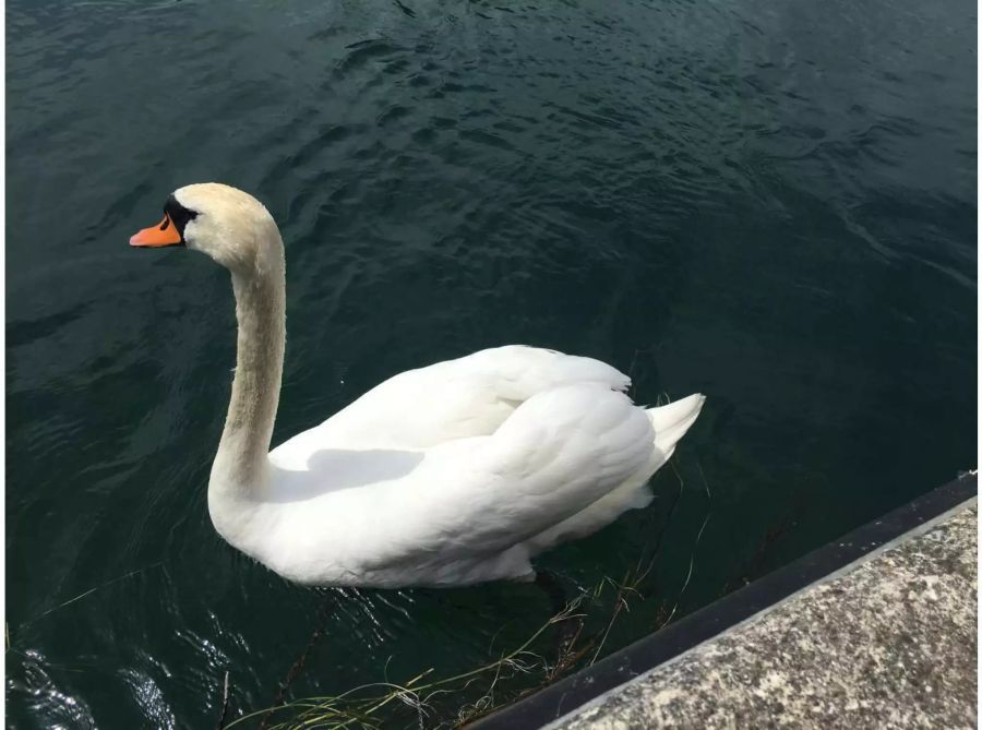 Jetzt schwimmt der Schwanenpapa alleine am Rheinufer entlang.