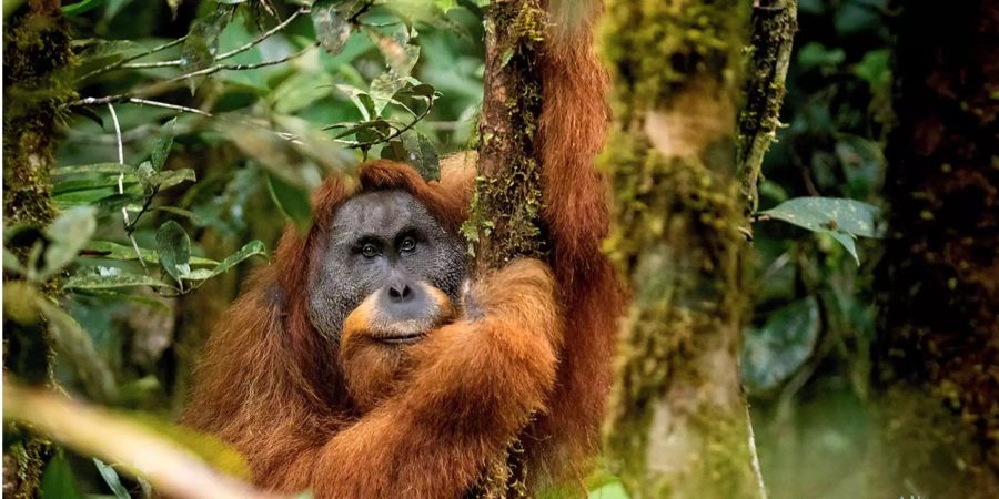 Ebenfalls vom Aussterben bedroht ist eine neue Orang-Utan-Art, «Pongo tapanuliensis», die auf Sumatra in Indonesien entdeckt wurde. Bislang wurden nur rund sechs verschiedenen Menschenaffen-Arten identifiziert. Forscher konnten nun aber nachweisen, dass eine isolierte Population im Süden von Sumatra eine eigene Art von Orang-Utans darstellt - von denen es allerdings nur noch rund 800 Exemplare gibt. Weibchen werden rund 1,2 Meter gross, Männchen 1,5 Meter.