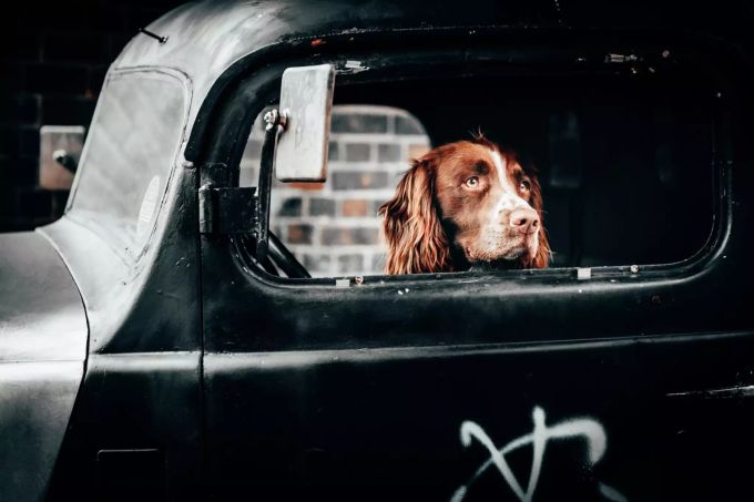 Im Auto darf es nicht zu heiss sein für den Hund. Hund im Auto
