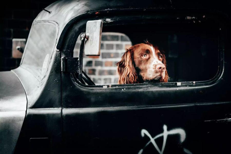 Hund im Auto