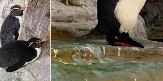 Good News - 30-jähriger Pinguin Enrique erhält Schuhe gegen Arthritis