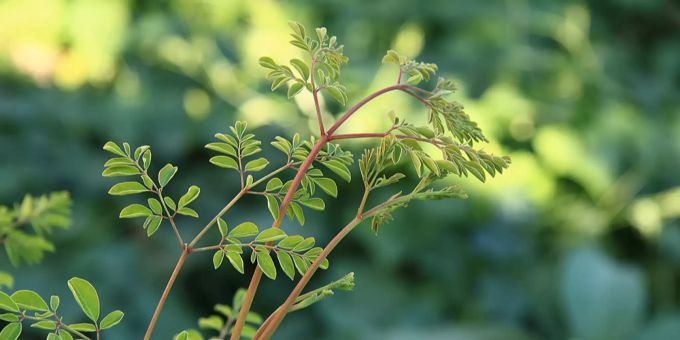 Moringa ist der Wunderbaum aus Indien. Moringa