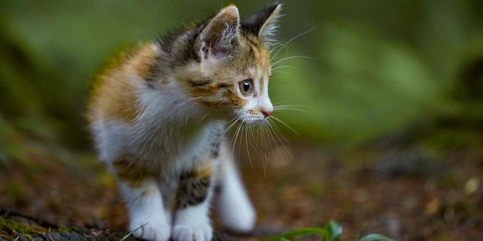 Bei früher Gewöhnung können Katze und Nager gut zusammenleben. Kätzchen