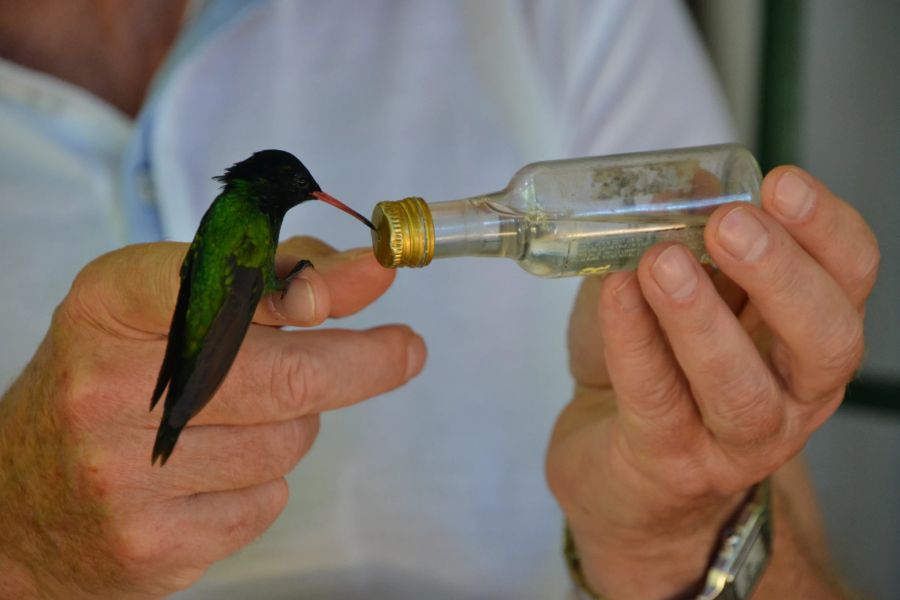 Hände Kolibri grün Fläschchen