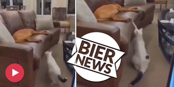 Freches Ding! - Katze spielt schlafendem Hund einen Streich