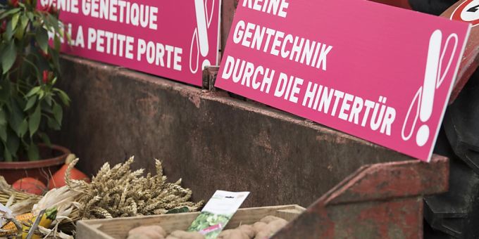 In der Schweizer Bevölkerung hat die Gentechnik in der Landwirtschaft einen schweren Stand. Das Parlament hat nun aber eine leichte Aufweichung des grundsätzlich um weitere vier Jahre verlängerten Moratoriums beschlossen. (Archivbild) Schweiz