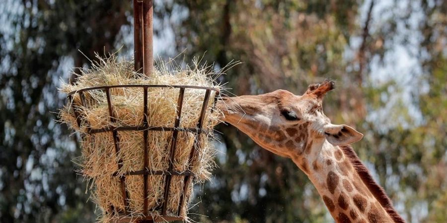 Die Weltnaturschutzunion stuft Giraffen als «gefährdet» ein.