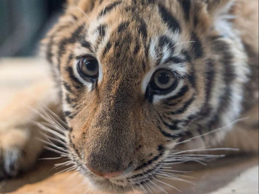 Das Tiger-Mädchen Sangha im Sikypark.