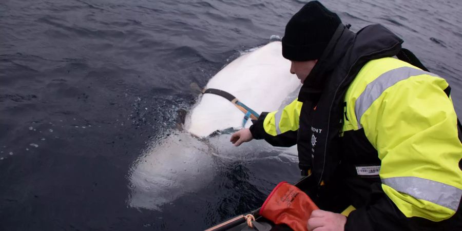 beluga Wal Spion Russland