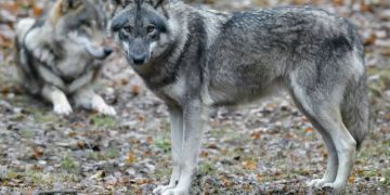Wolfsjagd