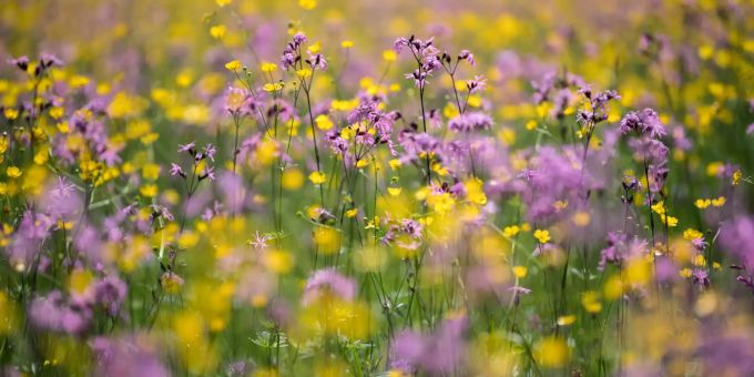 Blumen blühen auf einer Wiese. Bewegung im Artenschutz-Streit
