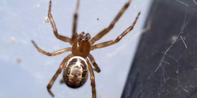 Spinne falsche Witwe