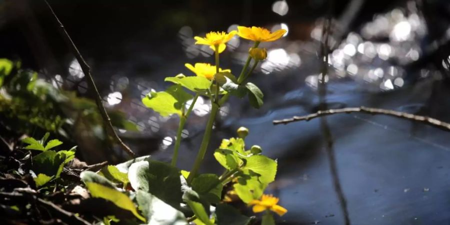 Sumpfdotterblumen stehen an einem Bachlauf im Sonnenschein. Foto: Karl-Josef Hildenbrand