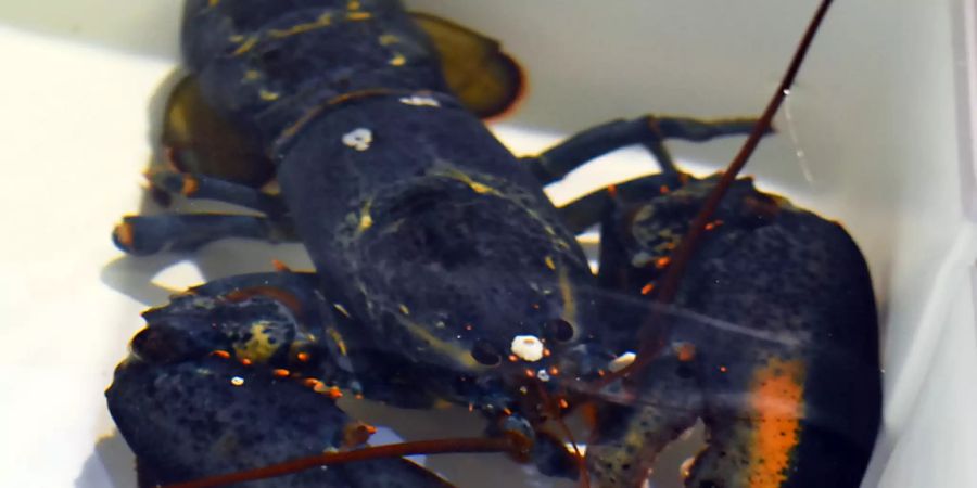HANDOUT - Der blaue Hummer «Clawde» liegt in einem Kasten. Foto: -/Courtesy of the Akron Zoo/dpa - ACHTUNG: Nur zur redaktionellen Verwendung im Zusammenhang mit der aktuellen Berichterstattung und nur mit vollständiger Nennung des vorstehenden Credits