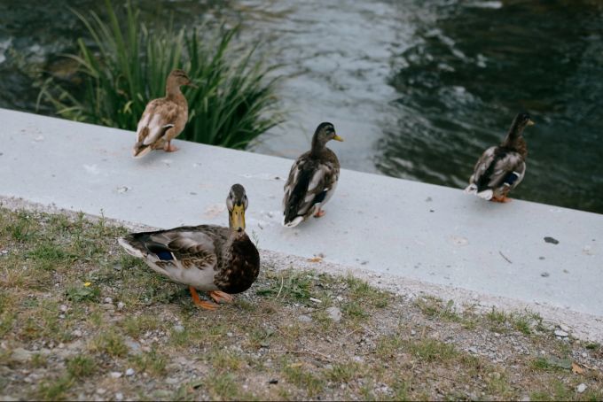 Frau Quak liebt den Sommer an der Glatt und die Brotreste der Passanten.