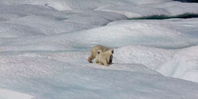 Zwei Eisbären im Polareis