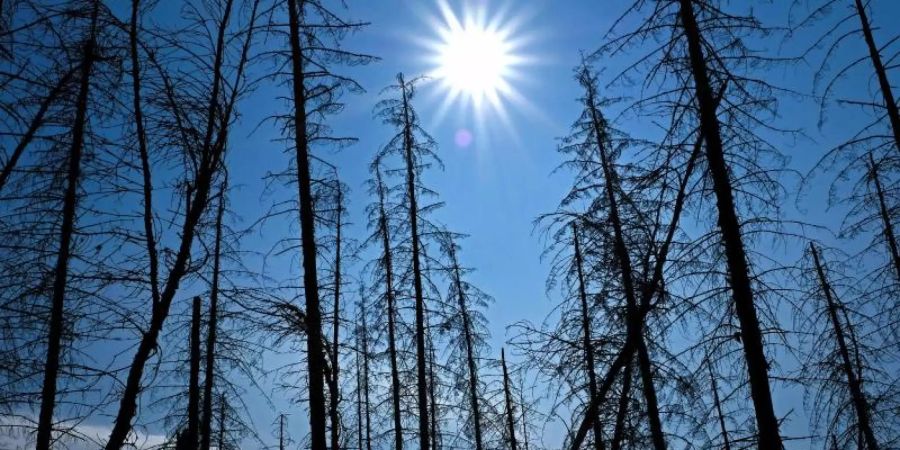 Abgestorbene Fichten stehen im Nationalpark Eifel in der Sonne. Die Corona-Pandemie hat den Klimawandel einem Bericht der Vereinten Nationen zufolge nicht merklich ausgebremst. Foto: Oliver Berg/dpa