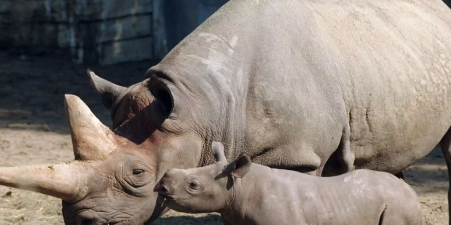 Ein Bild aus besseren Tagen: Baby «Sukari» küsst Nashorn-Mama «Kilaguni» im Berliner Zoo. Das weltweit älteste Spitzmaulnashorn ist nach Angaben des Zoos mit 46 Jahren gestorben. Das Nashorn brachte im Zoo fünf Jungtiere zur Welt. (KEYSTONE/DPA/Andreas Altwein)