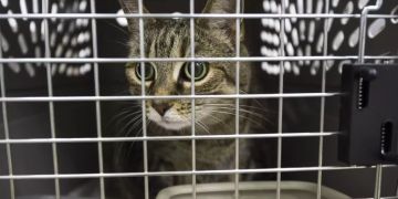 Bundespolizei Katze Transportbox