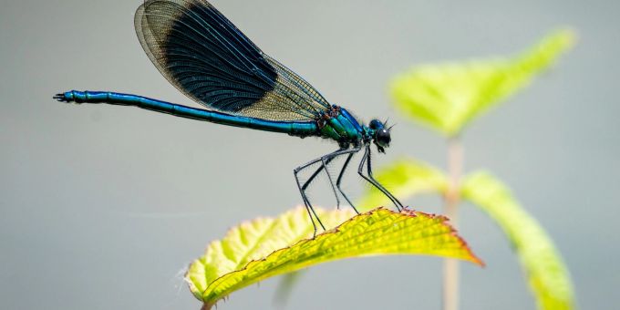 Eine Libelle sitzt auf einem Blatt am Rheinufer. Eine Libelle sitzt auf einem Blatt am Rheinufer.