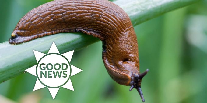 Good News - Retten Nacktschnecken in Zukunft Menschenleben?