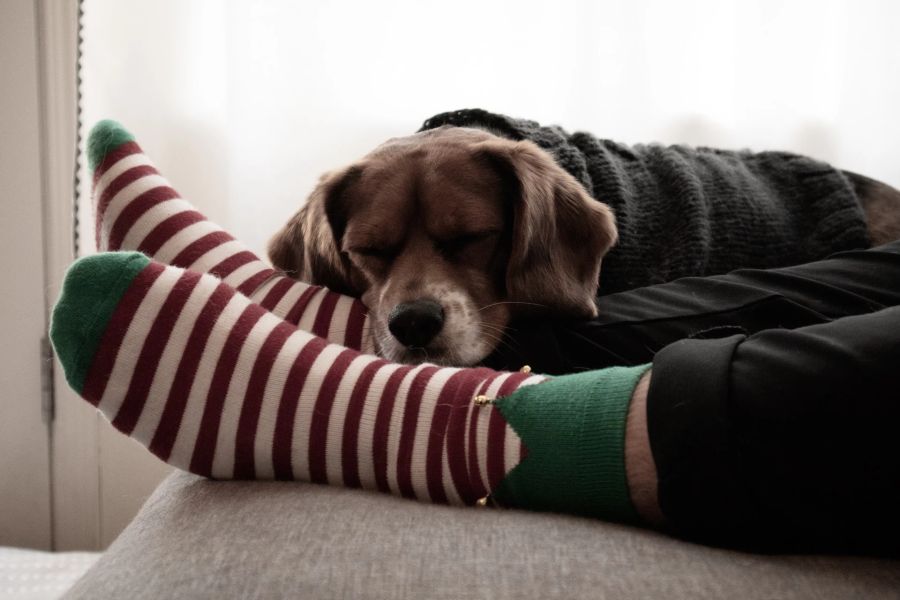 Hund Füsse Socken Weihnachten Sofa