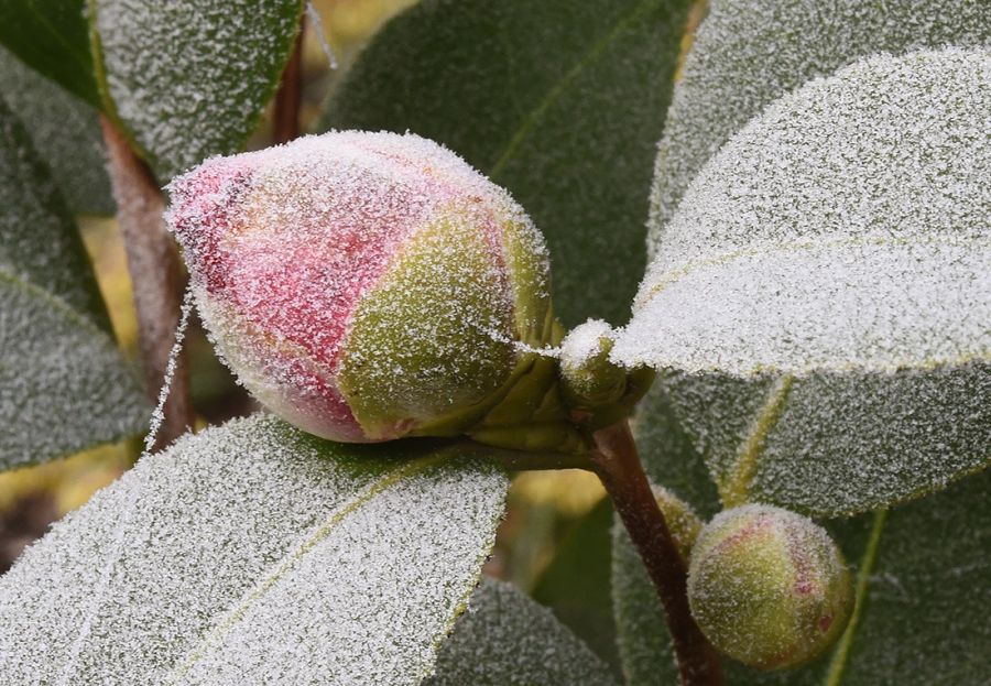 Knospe Blätter Kamelie Eiskristall