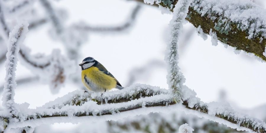 Schweiz Kälte Schnee Polarluft