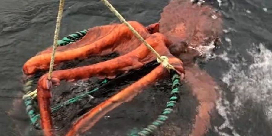 riesenkraken