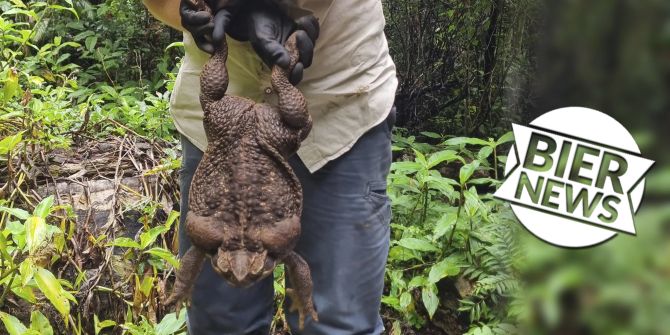 Monster-Kröte in Australien entdeckt